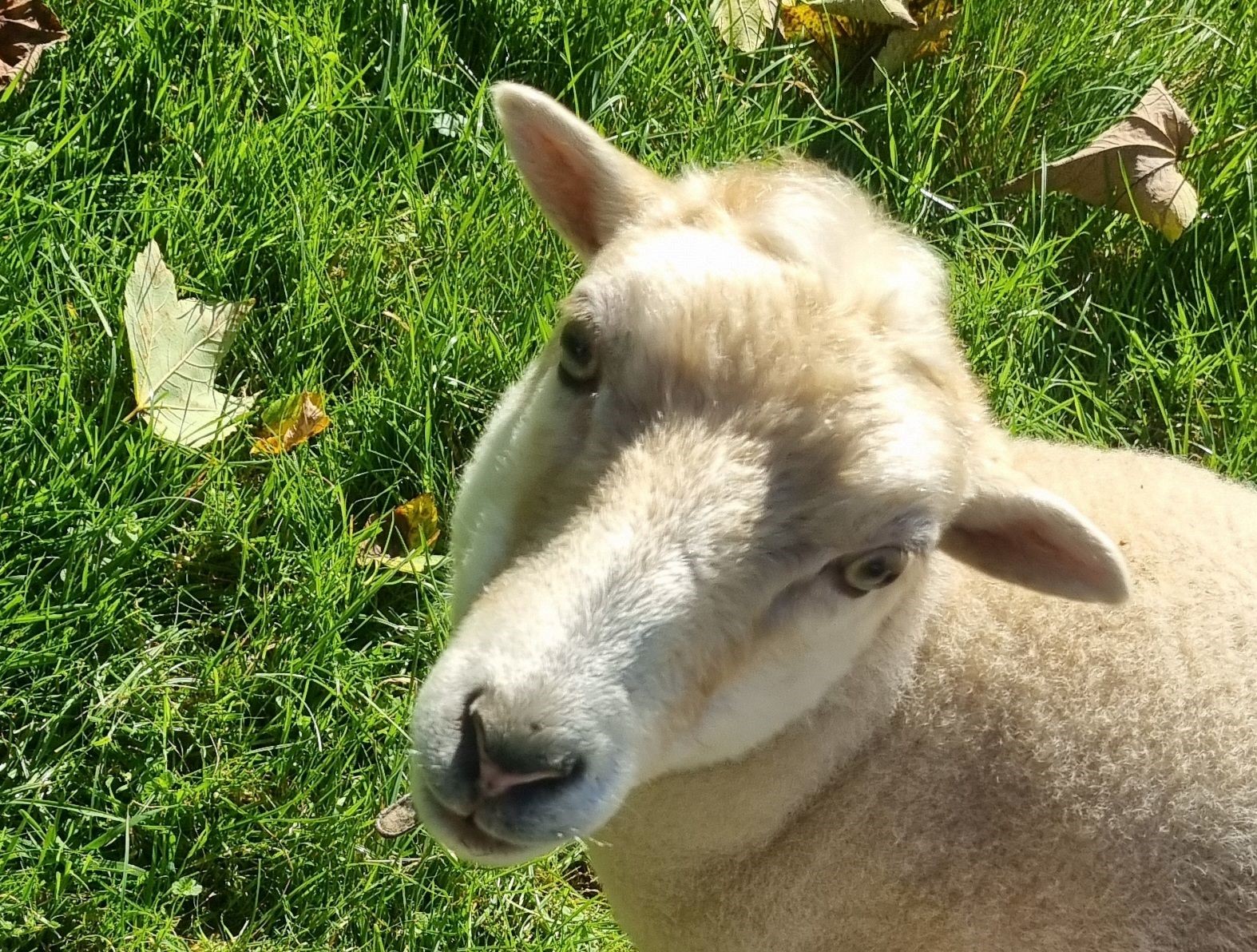 Schaf Camilla, Ferien am Bach, Riefensberg im Bregenzerwald